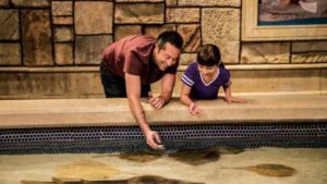 Shark Reef Aquarium Las Vegas