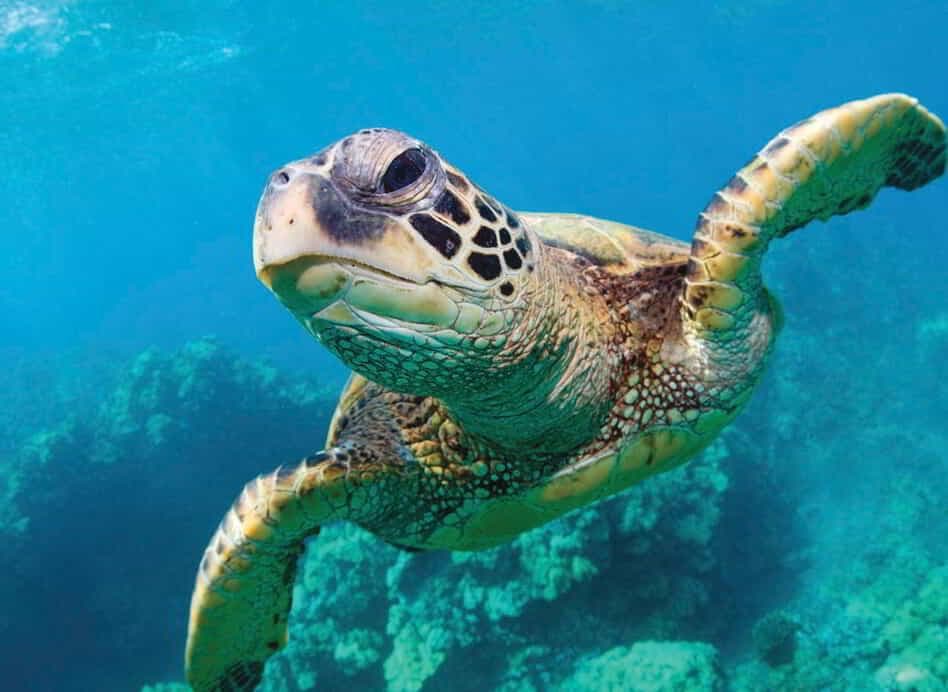 Sea turtle at Mandalay Bay Aquarium 