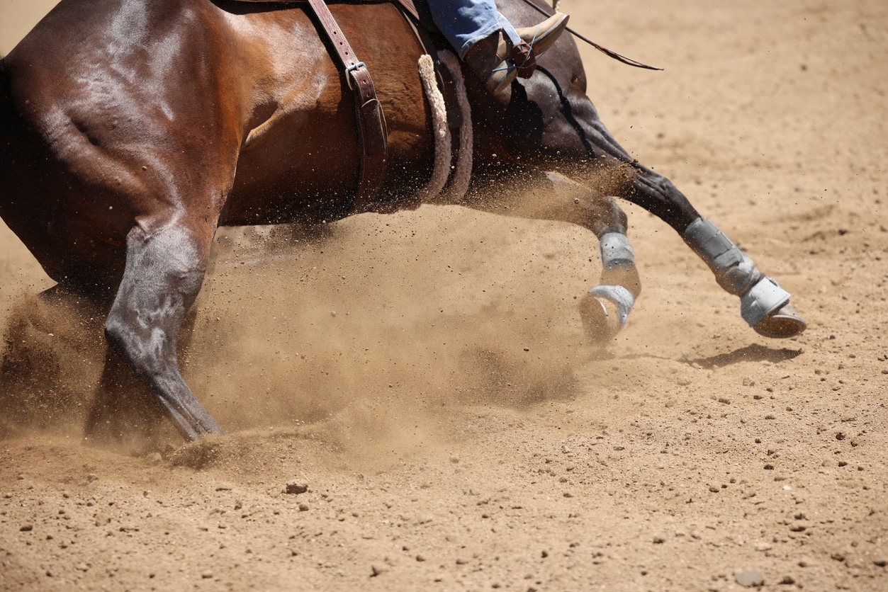 Horses Running In Full Speed Showing The Hip, Legs, Hoofs And Tails.