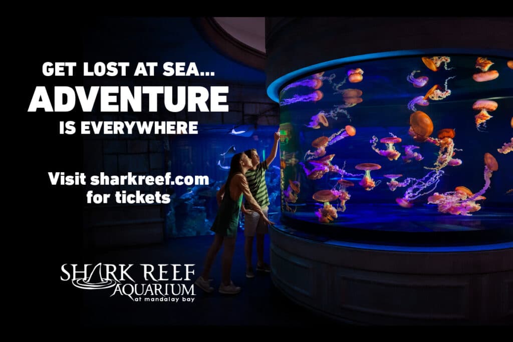 24 Mbay 10562 015 Shark Reef Aquarium Digitals 1200 X 800