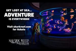 Mgm Resorts Special Offers 18 24 Mbay 10562 015 Shark Reef Aquarium Digitals 1200 X 800